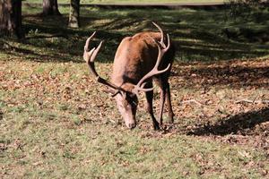 uma vista de um veado vermelho na zona rural de cheshire foto