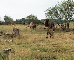 uma visão de um leão africano foto