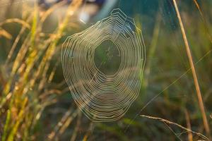 teia de aranha com gotas de orvalho, ferido por uma manhã fria e enevoada. foco seletivo. foto