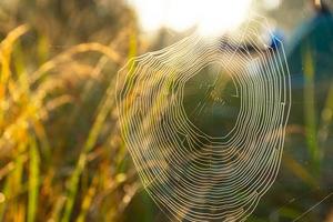 teia de aranha com gotas de orvalho, ferido por uma manhã fria e enevoada. foco seletivo. foto