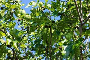 figueira com frutas em um fundo de céu azul. foto