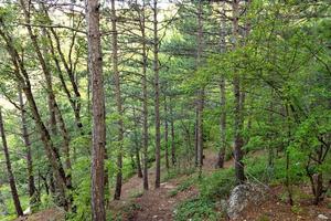 floresta de pinheiros de montanha selvagem na criméia. troncos de árvores. foto