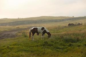 cavalo malhado americano com manchas marrons e brancas no pasto. foto