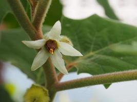 uma pequena flor branca de berinjela no fundo desfocado foto