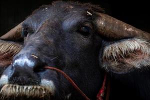 búfalo de pântano na tailândia uso para trabalho na agricultura e na indústria de carne de búfalo. búfalo doméstico no sudeste da Ásia. animal doméstico para lavrar campos de arroz. conceito de conservação de búfalos. foto