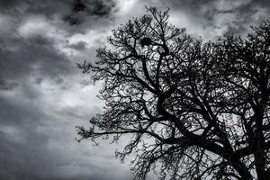 silhueta árvore morta e galho no céu escuro e nuvens. fundo para a morte, sem esperança, desespero, triste e conceito de lamento. noite de Halloween. dramática noite de terror no dia de halloween. resumo do luto. foto