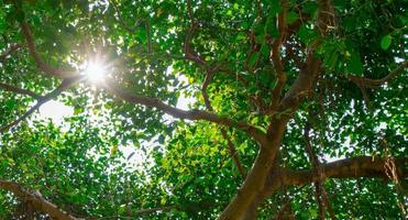 a luz do sol brilha através das folhas verdes da figueira. foto