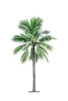 coqueiro isolado no fundo branco usado para arquitetura decorativa de publicidade. conceito de praia de verão e paraíso. coqueiro tropical isolado. palmeira com folhas verdes no verão. foto