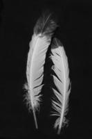 penas indianas nativas americanas em preto e branco foto