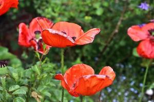 lindas flores de papoula vermelhas encontradas em um jardim verde em um dia ensolarado foto