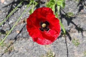 lindas flores de papoula vermelhas encontradas em um jardim verde em um dia ensolarado foto