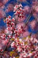 Prunus de cereja do Himalaia foto