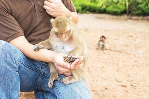 um homem estava alimentando os macacos foto