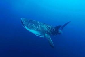 Tubarão baleia