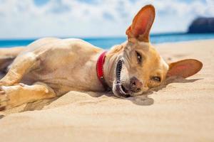 cachorro relaxante na praia