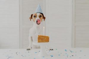 tiro horizontal de cachorro pequeno na festa de aniversário, posa perto de um pedaço de bolo delicioso com vela, mostra a língua como quer comer, usa chapéu de cone festivo. evento festivo e conceito de celebração foto