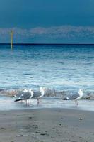 gaivotas na praia de himi, japão foto