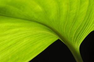 macrofotografia de uma folha verde foto