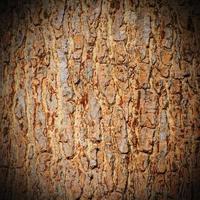 casca de textura de árvore foto