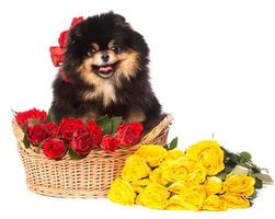 spitz cachorro na cesta com flores foto