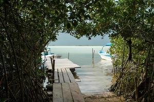 túnel na selva para o lago foto