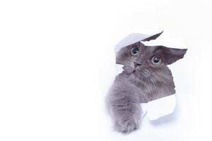gatinho olhando para fora do buraco de papel rasgado foto