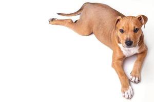 lindo cachorrinho Staffordshire Terrier foto