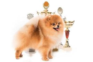 cão spitz pomeranian com copos de vencedor foto