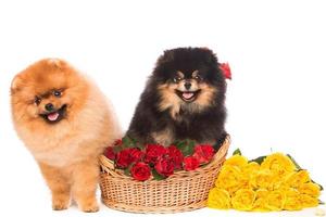 cães spitz na cesta com flores foto