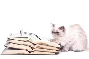 gato persa e livros foto