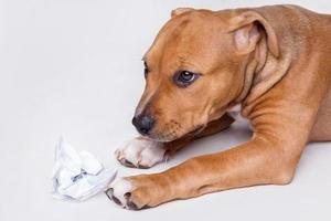 lindo cachorrinho Staffordshire Terrier foto