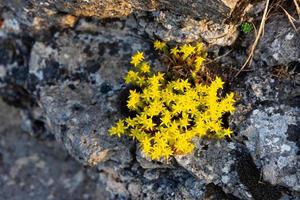 pequenas flores amarelas brilhantes crescendo nas fendas da rocha. . foto