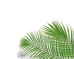 palmeira verde tropical com fundo de sombra preta foto