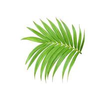 folha verde de palmeira isolada no fundo branco foto