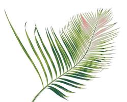 verão de conceito com folha de palmeira verde de tropical. fronde floral folhas galhos árvore isolada no fundo branco padrão. postura plana, vista superior. foto