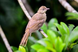 um pássaro na floresta tropical da tailândia empoleirado em um galho. foto