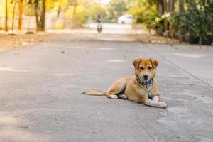 cão na natureza. cão atrás de grama e floresta. cachorro velho feliz lá fora foto