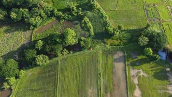 campo de arroz panorama verde com fundo de montanha. foto