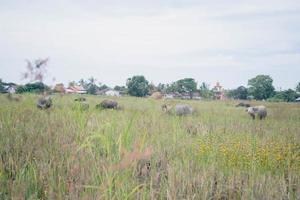 búfalo para fora da porta foto