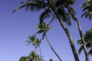 palmeiras kailua-kona foto