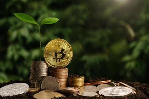 plantar passo de crescimento em moedas. finanças e contabilidade do conceito. criptomoeda - litecoin, bitcoin, ethereum foto
