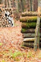 grande pilha de madeira na floresta de outono foto
