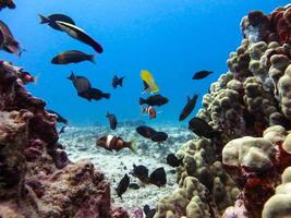 peixes de recife entre cabeças de coral foto