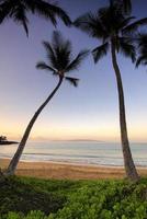 palmeiras ao amanhecer na praia de ulua, maui, havaí