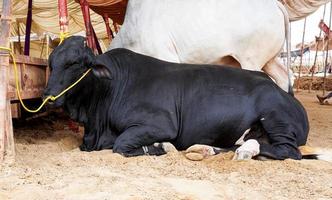 vaca preta sentada à venda no mercado para a festa de sacrifício do eid foto