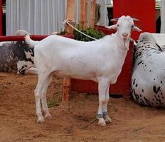 cabrito branco em pé na areia foto