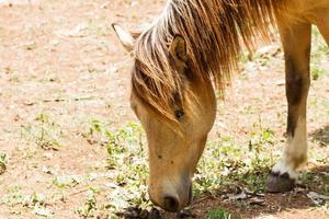 alimentação de cavalo marrom foto