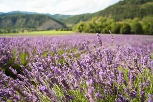 campo de lavanda em drome frança foto