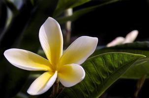 flor de frangapani