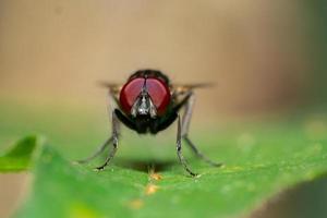 foto macro de moscas na natureza